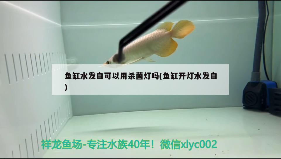 鱼缸水发白可以用杀菌灯吗(鱼缸开灯水发白) 泰国雪鲫鱼
