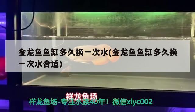 金龙鱼鱼缸多久换一次水(金龙鱼鱼缸多久换一次水合适) 大白鲨鱼苗