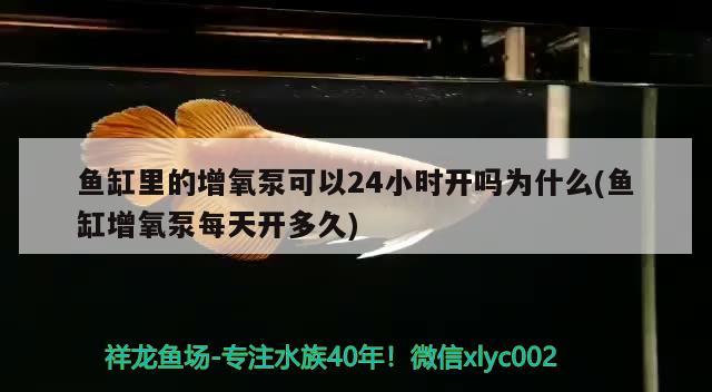 鱼缸里的增氧泵可以24小时开吗为什么(鱼缸增氧泵每天开多久)