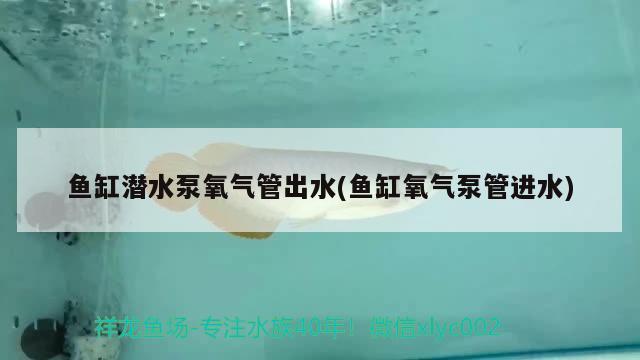 鱼缸潜水泵氧气管出水(鱼缸氧气泵管进水)