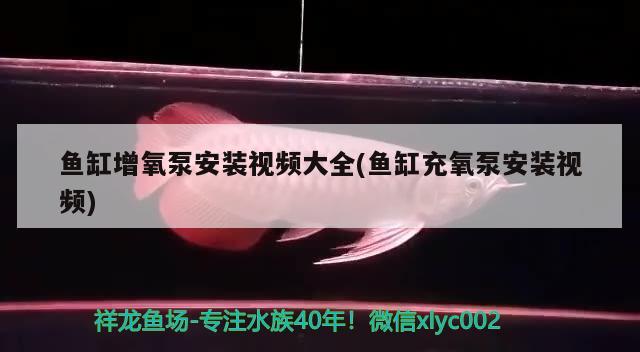 鱼缸增氧泵安装视频大全(鱼缸充氧泵安装视频) 稀有金龙鱼