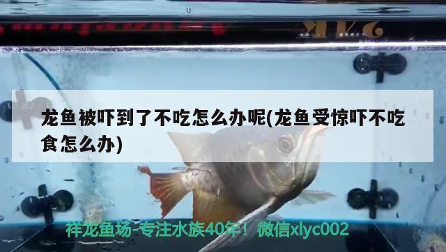 龙鱼被吓到了不吃怎么办呢(龙鱼受惊吓不吃食怎么办) 喷点菠萝鱼