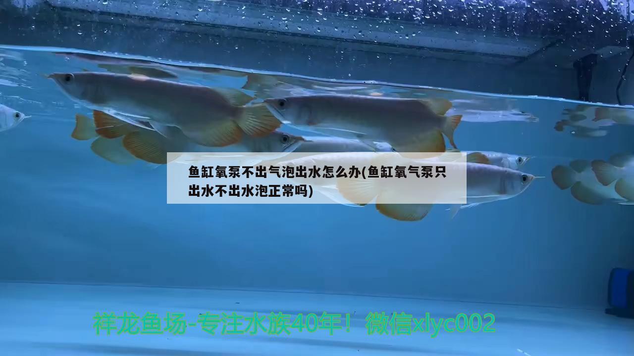 鱼缸氧泵不出气泡出水怎么办(鱼缸氧气泵只出水不出水泡正常吗)