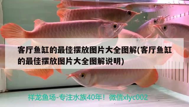 客厅鱼缸的最佳摆放图片大全图解(客厅鱼缸的最佳摆放图片大全图解说明) 魟鱼百科 第2张