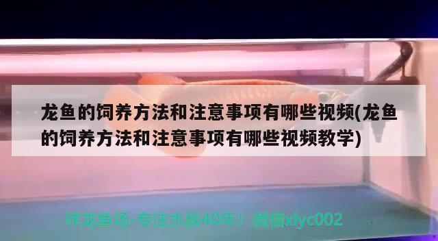 龙鱼的饲养方法和注意事项有哪些视频(龙鱼的饲养方法和注意事项有哪些视频教学)