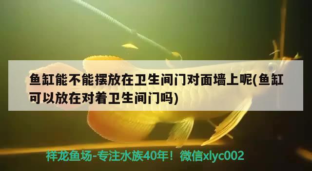 鱼缸能不能摆放在卫生间门对面墙上呢(鱼缸可以放在对着卫生间门吗)