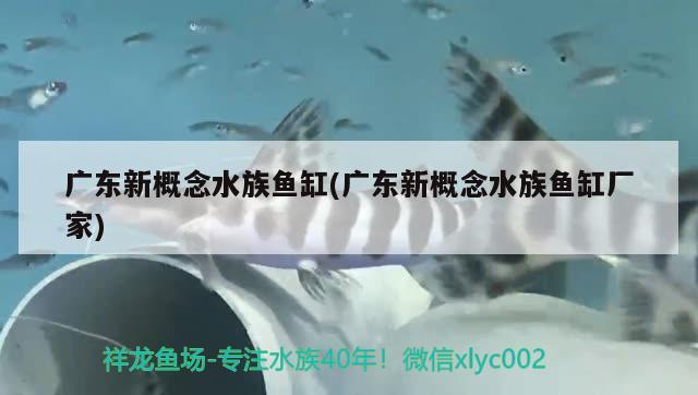 广东新概念水族鱼缸(广东新概念水族鱼缸厂家) 印尼虎苗