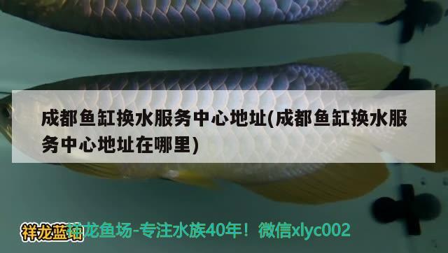 成都鱼缸换水服务中心地址(成都鱼缸换水服务中心地址在哪里) 海象鱼