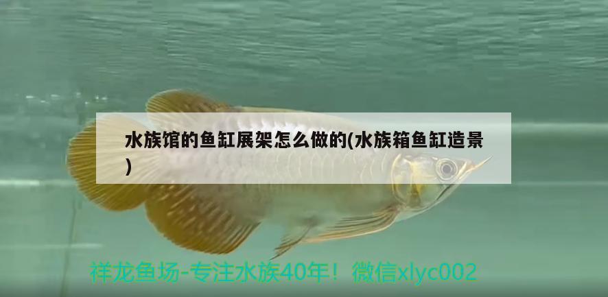 水族馆的鱼缸展架怎么做的(水族箱鱼缸造景) 鱼缸/水族箱