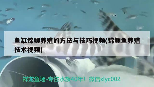 鱼缸锦鲤养殖的方法与技巧视频(锦鲤鱼养殖技术视频) 白子金龙鱼