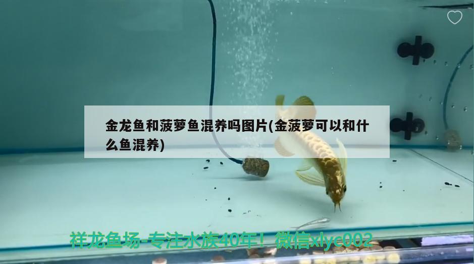 金龙鱼和菠萝鱼混养吗图片(金菠萝可以和什么鱼混养) 帝王迷宫