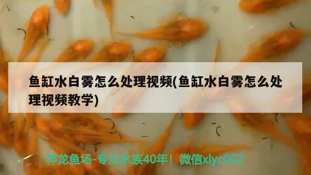 鱼缸水白雾怎么处理视频(鱼缸水白雾怎么处理视频教学)