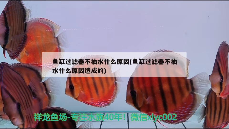 鱼缸过滤器不抽水什么原因(鱼缸过滤器不抽水什么原因造成的)