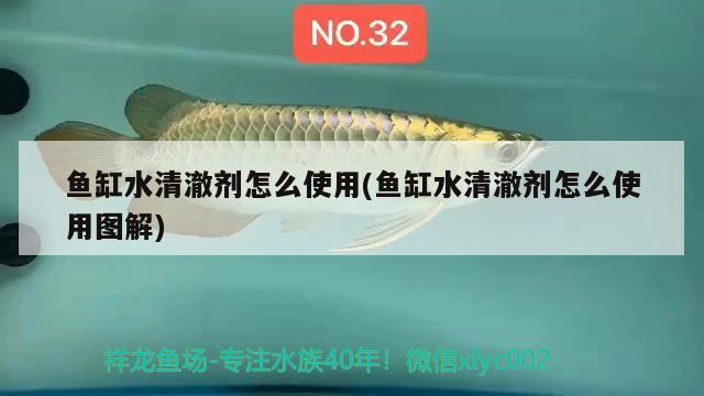 黄头龟跟龙鱼混养，和黄头龟跟龙鱼混养可以吗？，黄头龟跟龙鱼混养和黄头龟混养可以吗对应的信息 乌龟 第3张