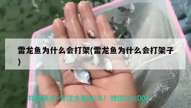 雷龙鱼为什么会打架(雷龙鱼为什么会打架子) 鱼缸水质稳定剂