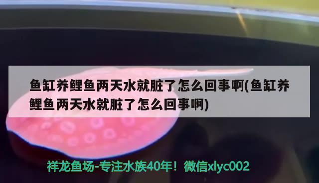 鱼缸养鲤鱼两天水就脏了怎么回事啊(鱼缸养鲤鱼两天水就脏了怎么回事啊)