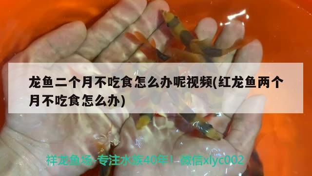 龙鱼二个月不吃食怎么办呢视频(红龙鱼两个月不吃食怎么办) 白子关刀鱼苗