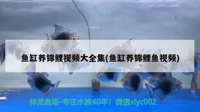 鱼缸养锦鲤视频大全集(鱼缸养锦鲤鱼视频) 祥龙水族滤材/器材