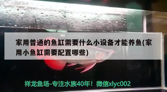 家用普通的鱼缸需要什么小设备才能养鱼(家用小鱼缸需要配置哪些) 斯维尼关刀鱼