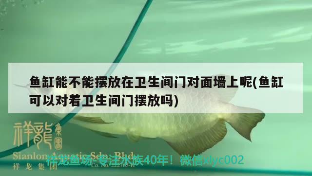 鱼缸能不能摆放在卫生间门对面墙上呢(鱼缸可以对着卫生间门摆放吗) 纯血皇冠黑白魟鱼