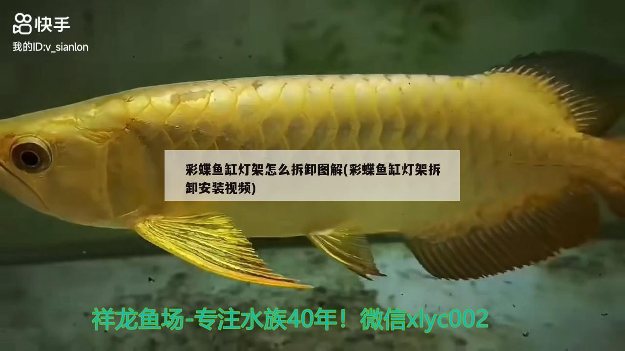 彩蝶鱼缸灯架怎么拆卸图解(彩蝶鱼缸灯架拆卸安装视频) 水草