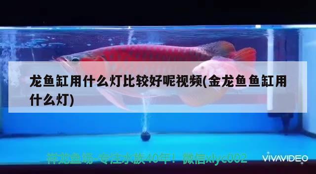 龙鱼缸用什么灯比较好呢视频(金龙鱼鱼缸用什么灯) 杀菌消毒设备