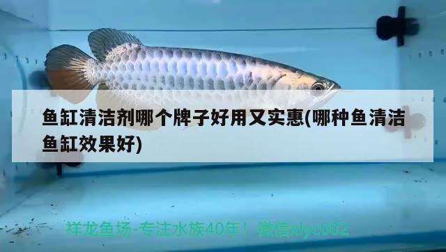 小金鱼多长时间生宝宝？小金鱼怀孕到产卵需要多久？，小金鱼多长时间生宝宝 慈雕鱼 第2张