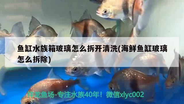 鱼缸水族箱玻璃怎么拆开清洗(海鲜鱼缸玻璃怎么拆除) 鱼缸/水族箱