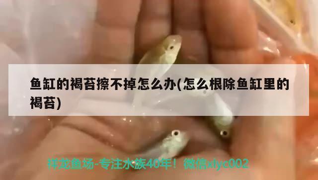 鱼缸的褐苔擦不掉怎么办(怎么根除鱼缸里的褐苔) 红白锦鲤鱼