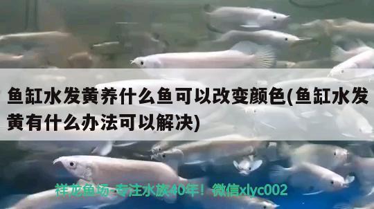 鱼缸水发黄养什么鱼可以改变颜色(鱼缸水发黄有什么办法可以解决) 细线银版鱼