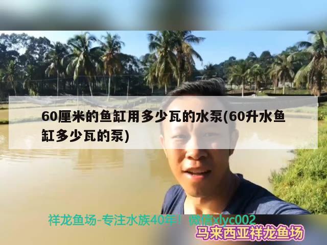 60厘米的鱼缸用多少瓦的水泵(60升水鱼缸多少瓦的泵) 撒旦鸭嘴鱼