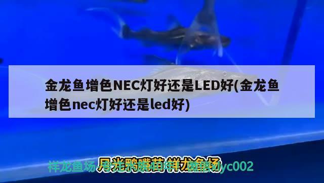 金龙鱼增色NEC灯好还是LED好(金龙鱼增色nec灯好还是led好) 斯维尼关刀鱼