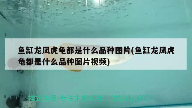 平谷观赏鱼店电话号码：平谷观赏鱼店电话号码查询 养鱼的好处 第3张