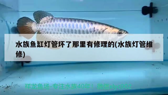 水族鱼缸灯管坏了那里有修理的(水族灯管维修) 硝化细菌