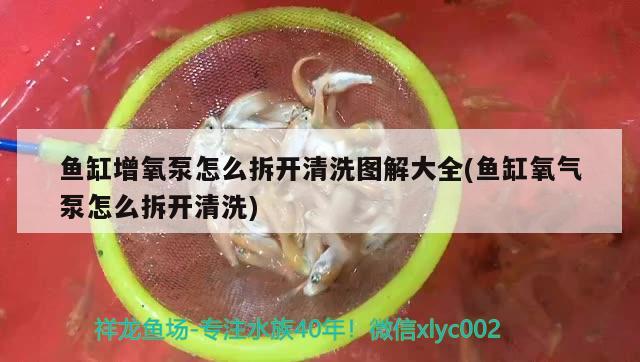 红龙鱼品牌等级排名表格图的简单介绍 三间鼠鱼 第5张