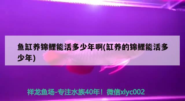 鱼缸养锦鲤能活多少年啊(缸养的锦鲤能活多少年) 广州水族器材滤材批发市场