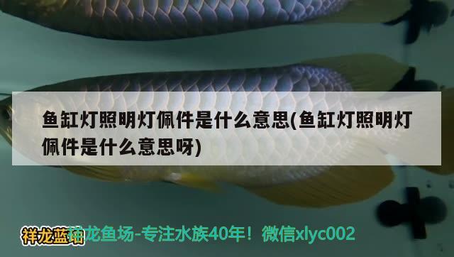 鱼缸灯照明灯佩件是什么意思(鱼缸灯照明灯佩件是什么意思呀) 狗仔招财猫鱼