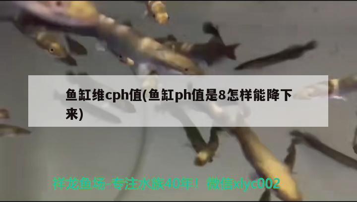 鱼缸维cph值(鱼缸ph值是8怎样能降下来) 祥龙进口元宝凤凰鱼