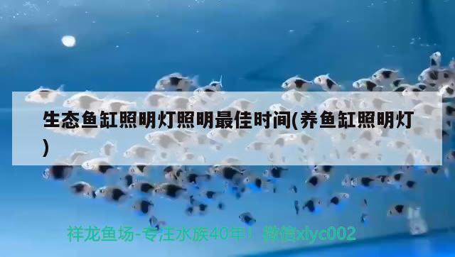 鱼缸怎么换水的正确方法视频教程(想把鱼缸彻底换水要怎么做) 进口元宝凤凰鱼