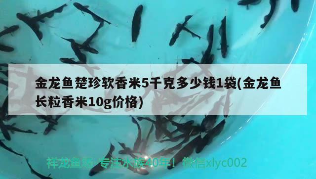 金龙鱼楚珍软香米5千克多少钱1袋(金龙鱼长粒香米10g价格) 星点金龙鱼