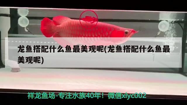 生态鱼缸有什么品牌推荐，中国品牌鱼缸有哪些品牌 龙凤鲤鱼 第3张