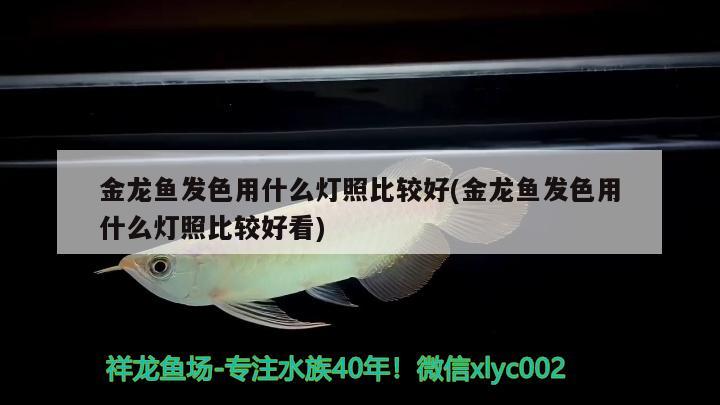 金龙鱼发色用什么灯照比较好(金龙鱼发色用什么灯照比较好看) 刀鱼鱼