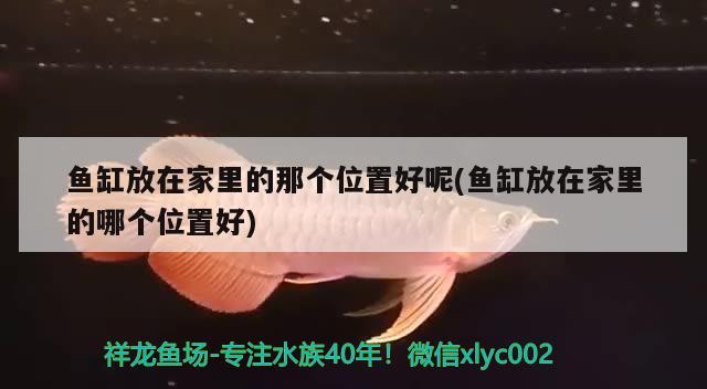 鱼缸放在家里的那个位置好呢(鱼缸放在家里的哪个位置好) 潜水艇鱼