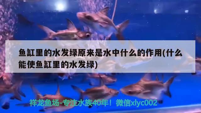 怎么做鱼缸视频教程全过程：怎么做鱼缸视频教程全过程手工