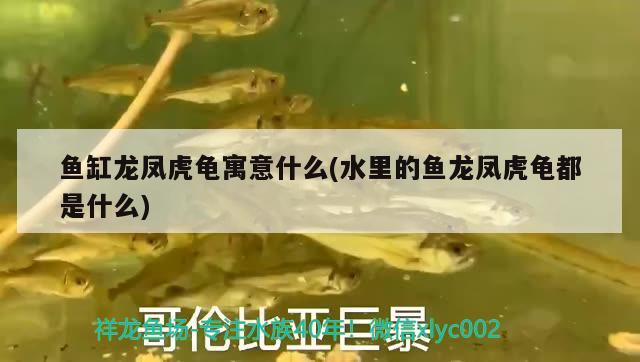 鱼缸龙凤虎龟寓意什么(水里的鱼龙凤虎龟都是什么)