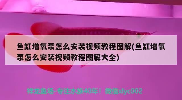 鱼缸出水口最佳位置图示图片：鱼缸出水口最佳位置图示图片 广州水族批发市场 第1张