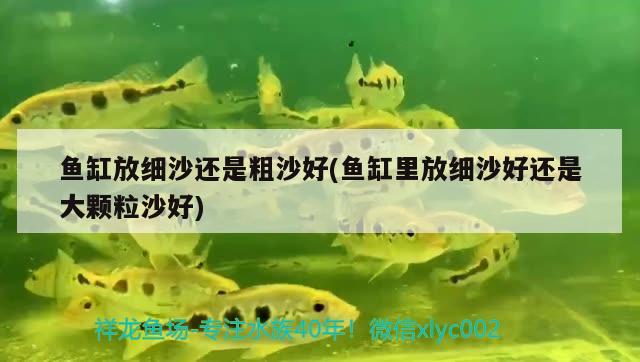 鱼缸放细沙还是粗沙好(鱼缸里放细沙好还是大颗粒沙好) 黑云鱼