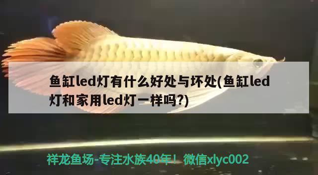 鱼缸led灯有什么好处与坏处(鱼缸led灯和家用led灯一样吗?)