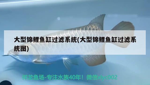 湄公河为什么被称为“亚洲的多瑙河”，湄公河号称“亚洲的多瑙河”，此称号主要针对湄公河的什么特点而言（　　）A. 是亚洲流量最丰富的河流B. 是亚洲最长的河流C. 是亚洲流经国家最多的河流D. 是亚洲航运最发达的河流 观赏鱼 第1张