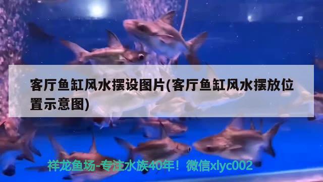 这鱼缸准备被折腾到炸缸 观赏鱼论坛 第2张